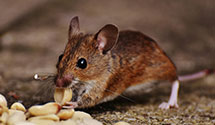 24 Hour & Emergency Exterminators in Casco, ME